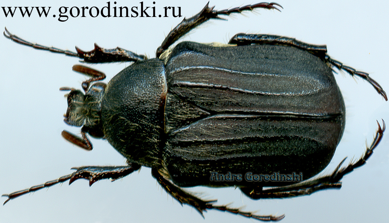http://www.gorodinski.ru/cetoniidae/Bietia simillima.jpg